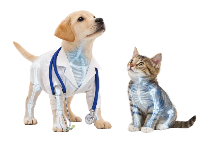 Dog and cat with x-ray overlay