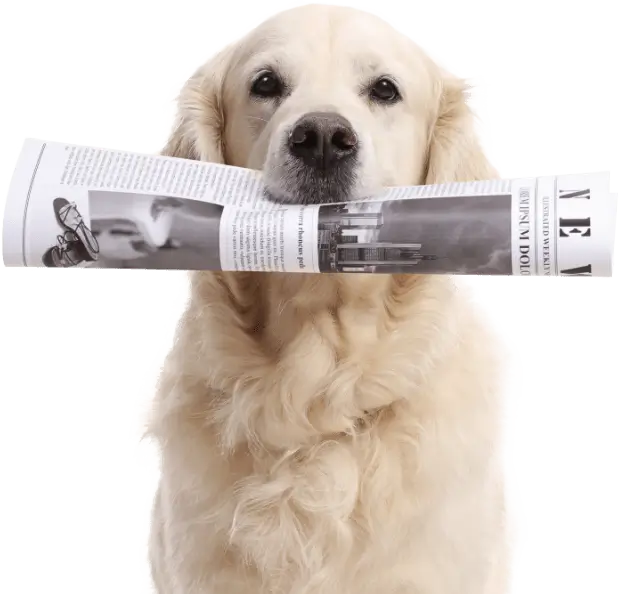 Dog holding newspaper