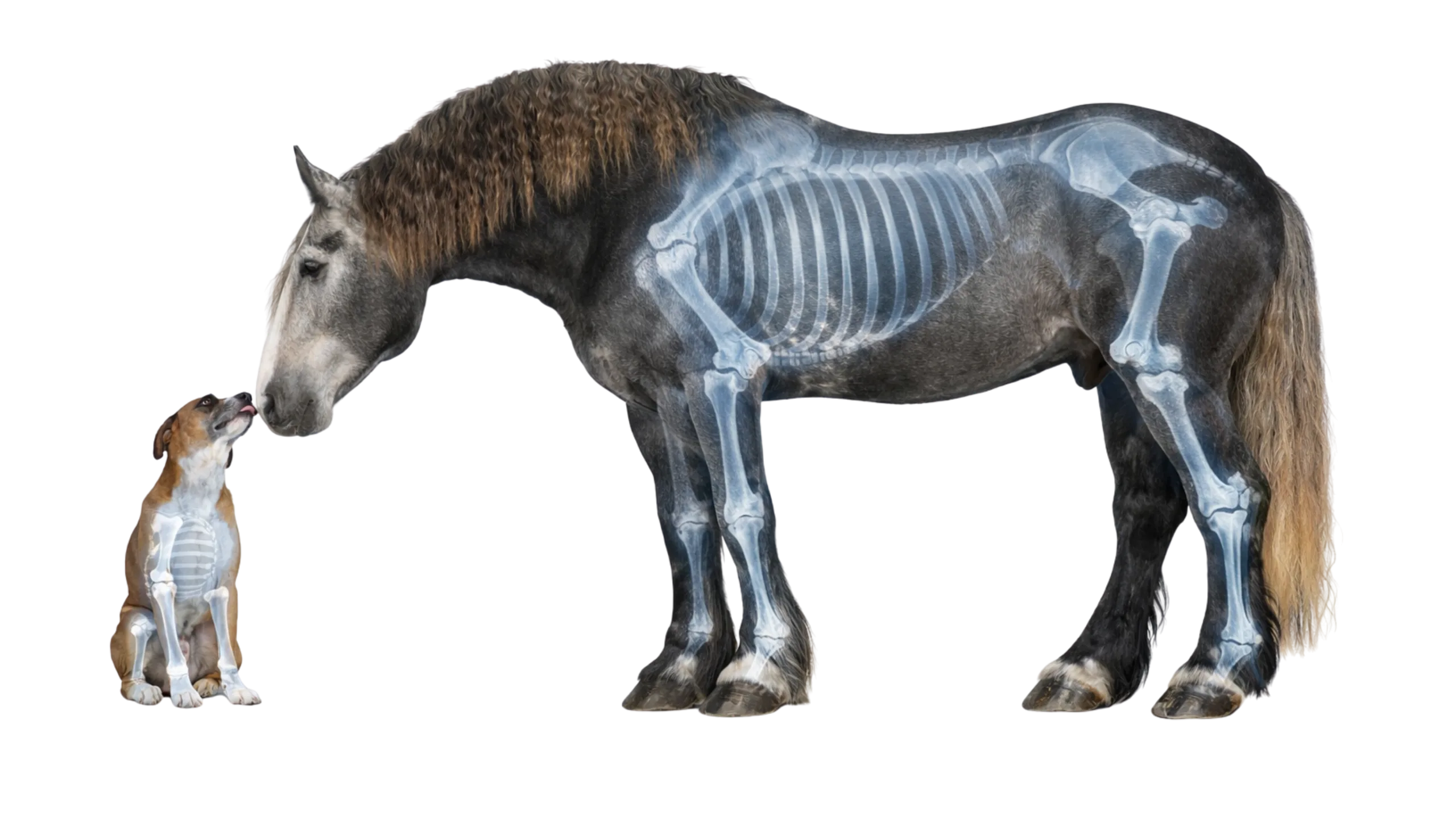 Horse and dog with x-ray overlay