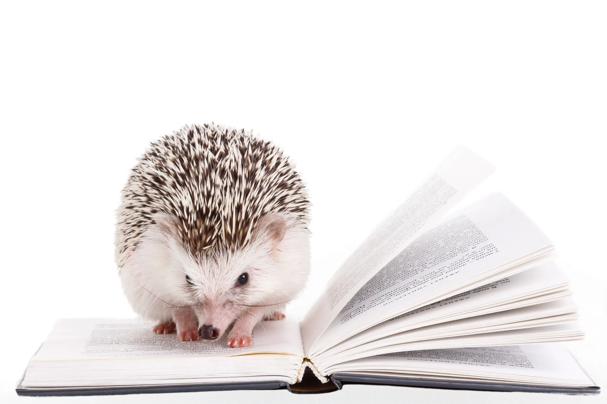 Hedgehog reading a book