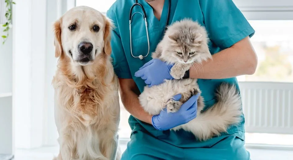 Veterinarian with dog and cat