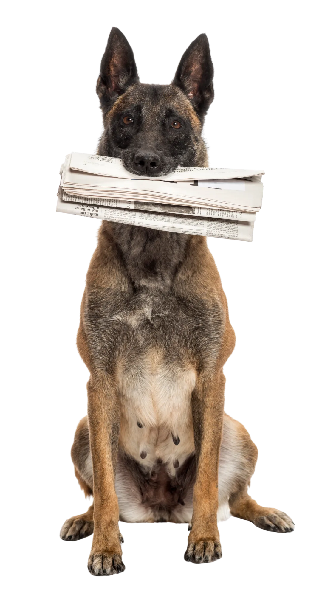 Dog holding newspaper