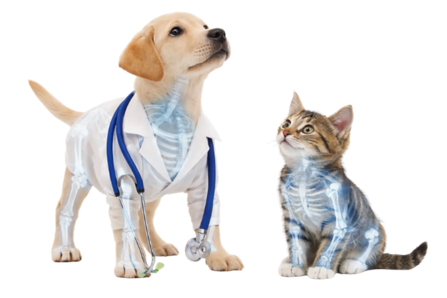 Dog and kitten with x-ray overlay