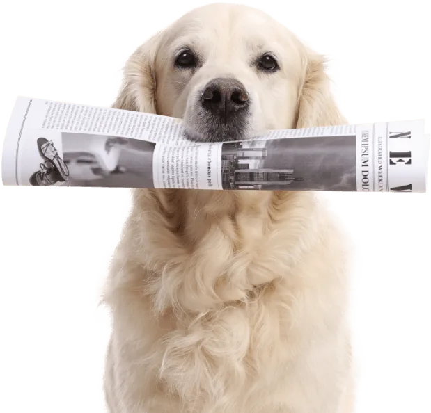 Dog delivering a newspaper
