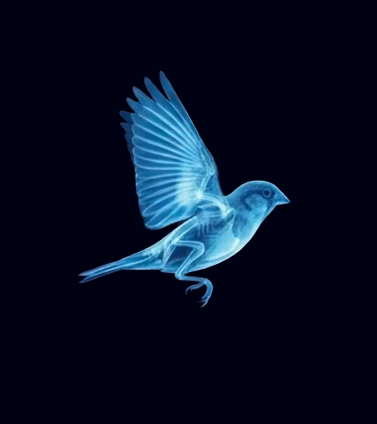 X-ray birds in flight, multi-species veterinary imaging
