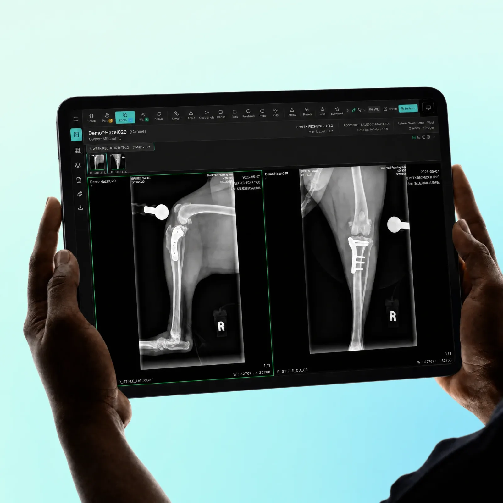 Dog and cat beside a NewLumen viewer showing MPR and 3D reconstructions