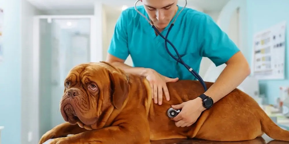 7 Tips for Strong Veterinary Practice Management