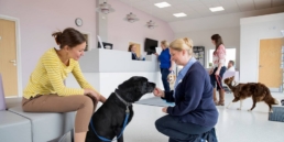reduce no-show veterinary appointments