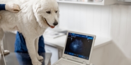 veterinary radiology and ultrasound