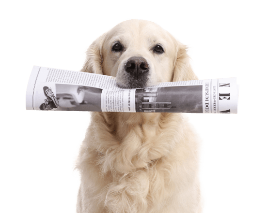 Dog with news paper