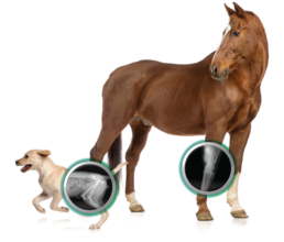 THE ALL-INCLUSIVE PICTURE ARCHIVING AND COMMUNICATION SYSTEM (PACS) FOR VETERINARIANS Banner