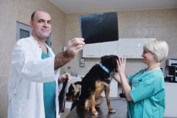 The Importance of High-Quality Veterinary Radiology Images