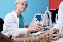 The Role of Radiology in Diagnosing and Treating Complex Veterinary Cases