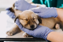 Benefits of Having an In-House Radiology Department in Veterinary Practice