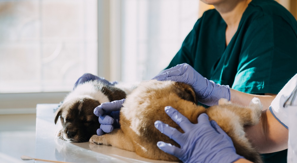 Why Veterinary Workflow Process Software is a MustHave for Modern Clinics