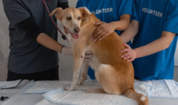 veterinary dental tools