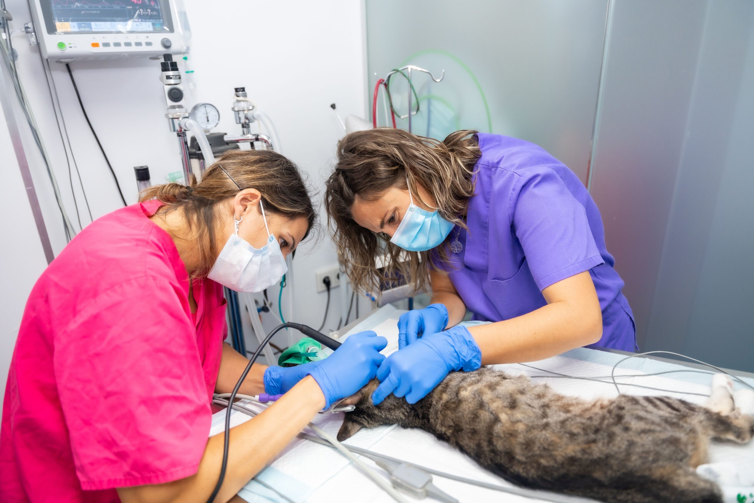 Veterinary team collaborating in a clinical setting