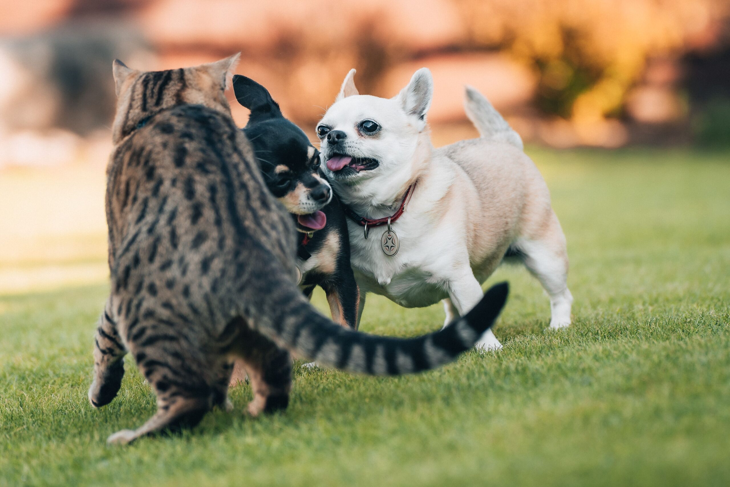 Cats and a small dog playing outdoors