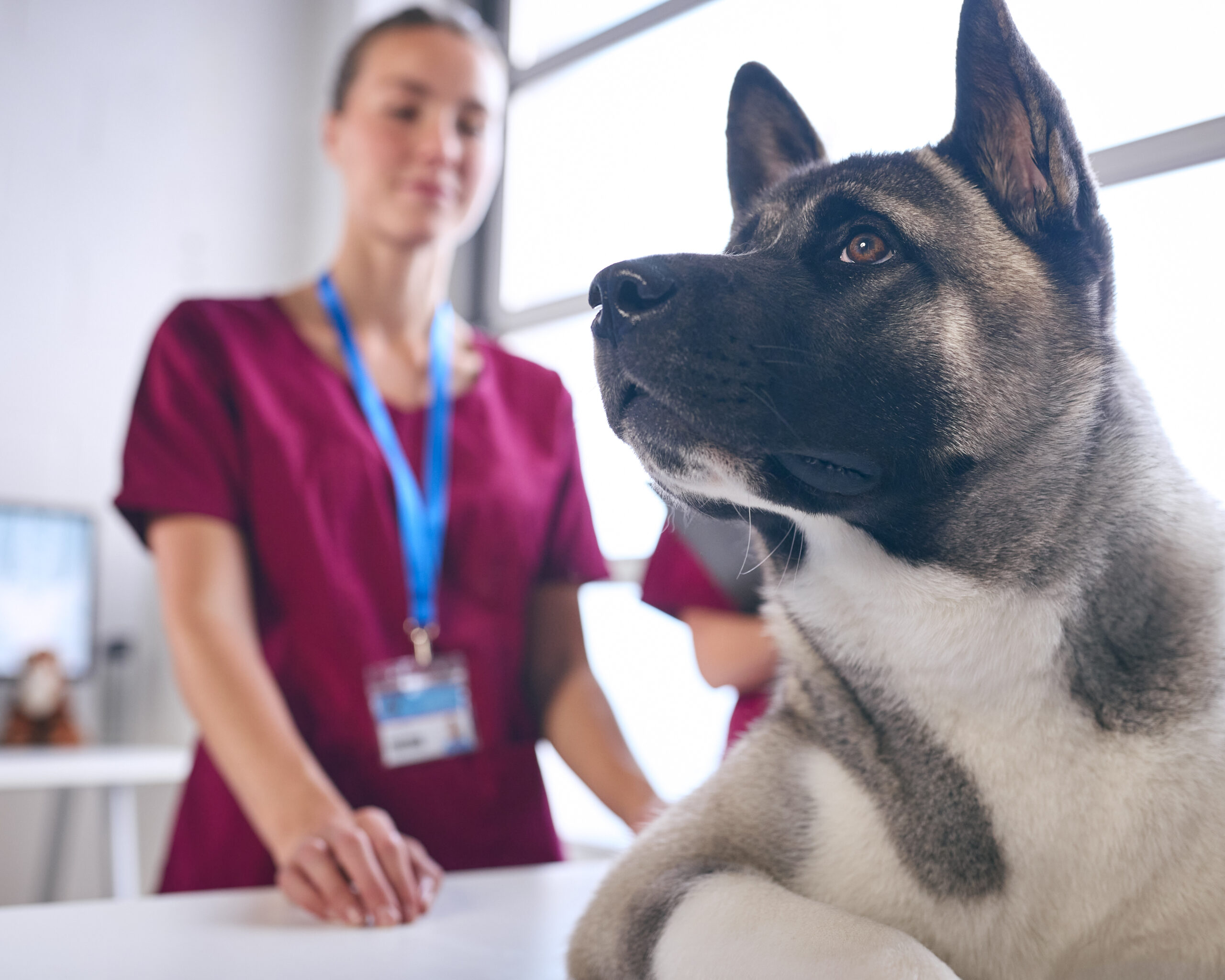 Veterinarian examining a patient during a clinical assessment