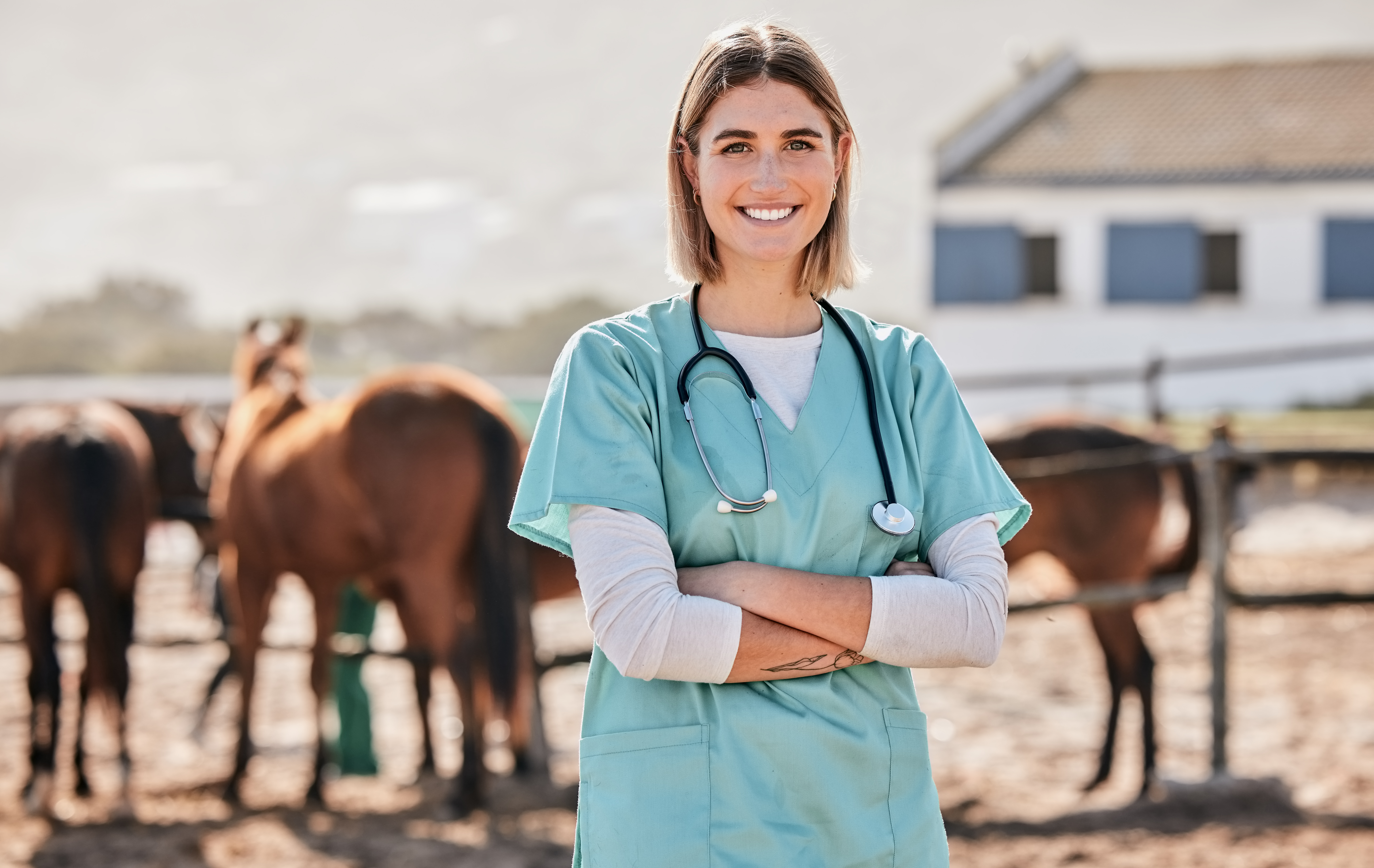Equine veterinarian in practice