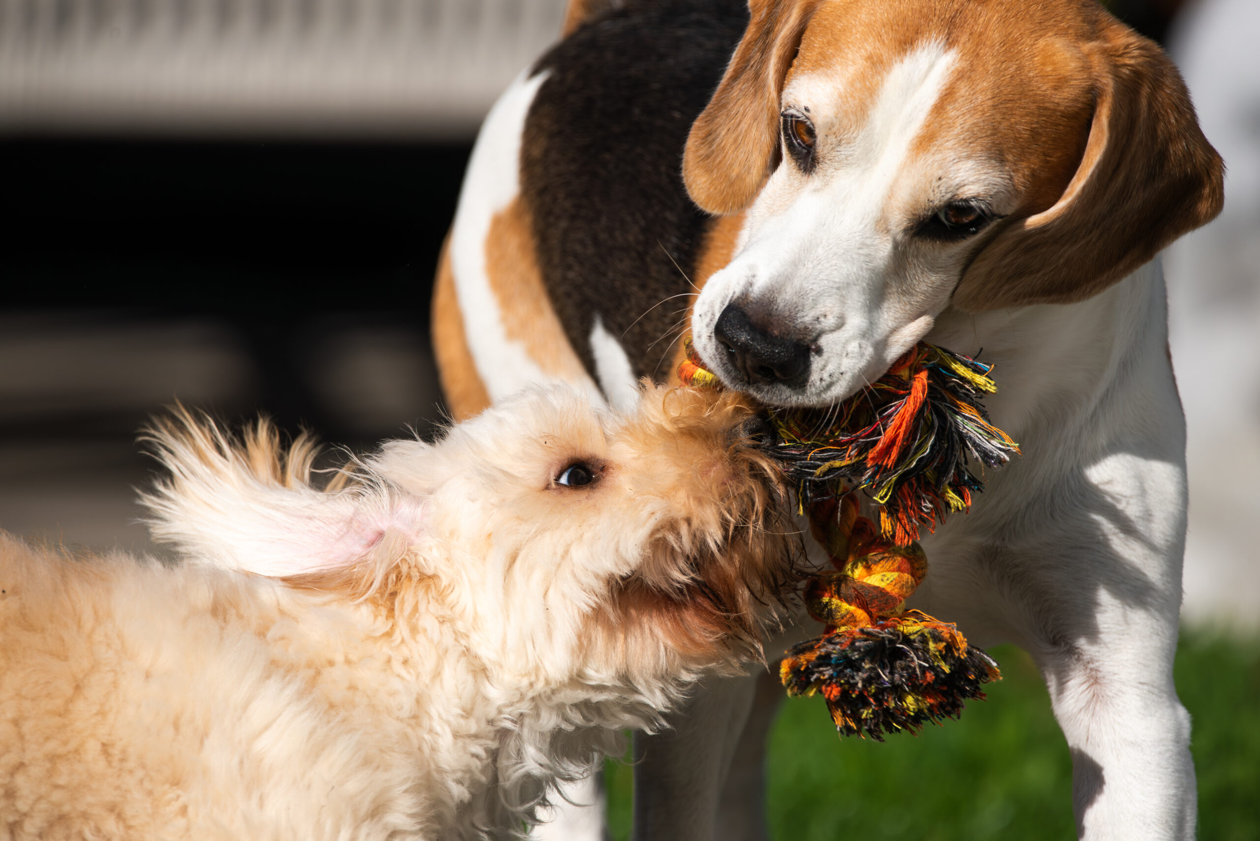Healthy dogs after receiving veterinary care supported by modern imaging