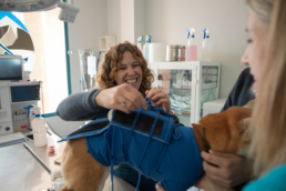 Veterinarian fitting a brace on a dog