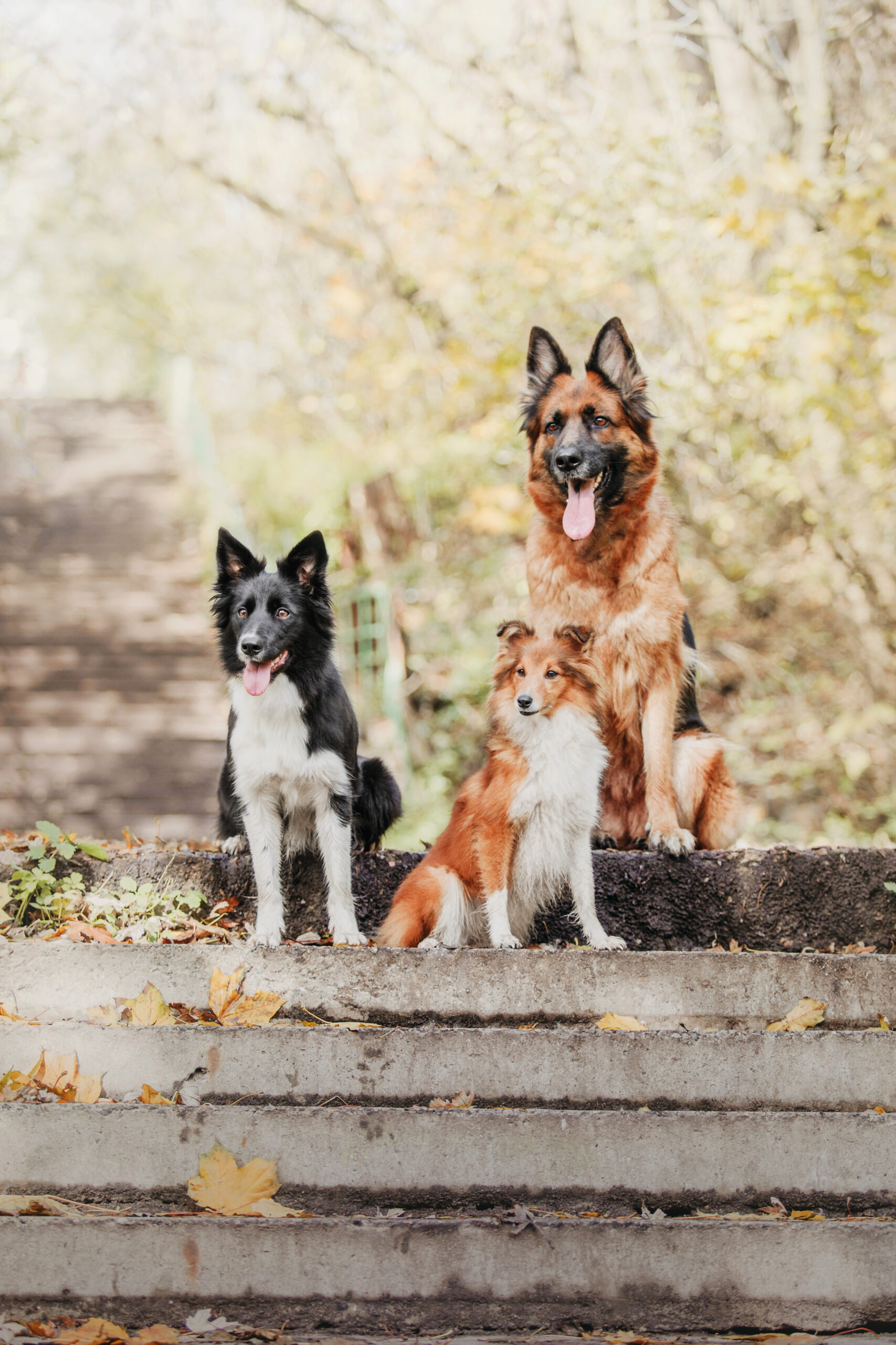 Three dogs playing outdoors