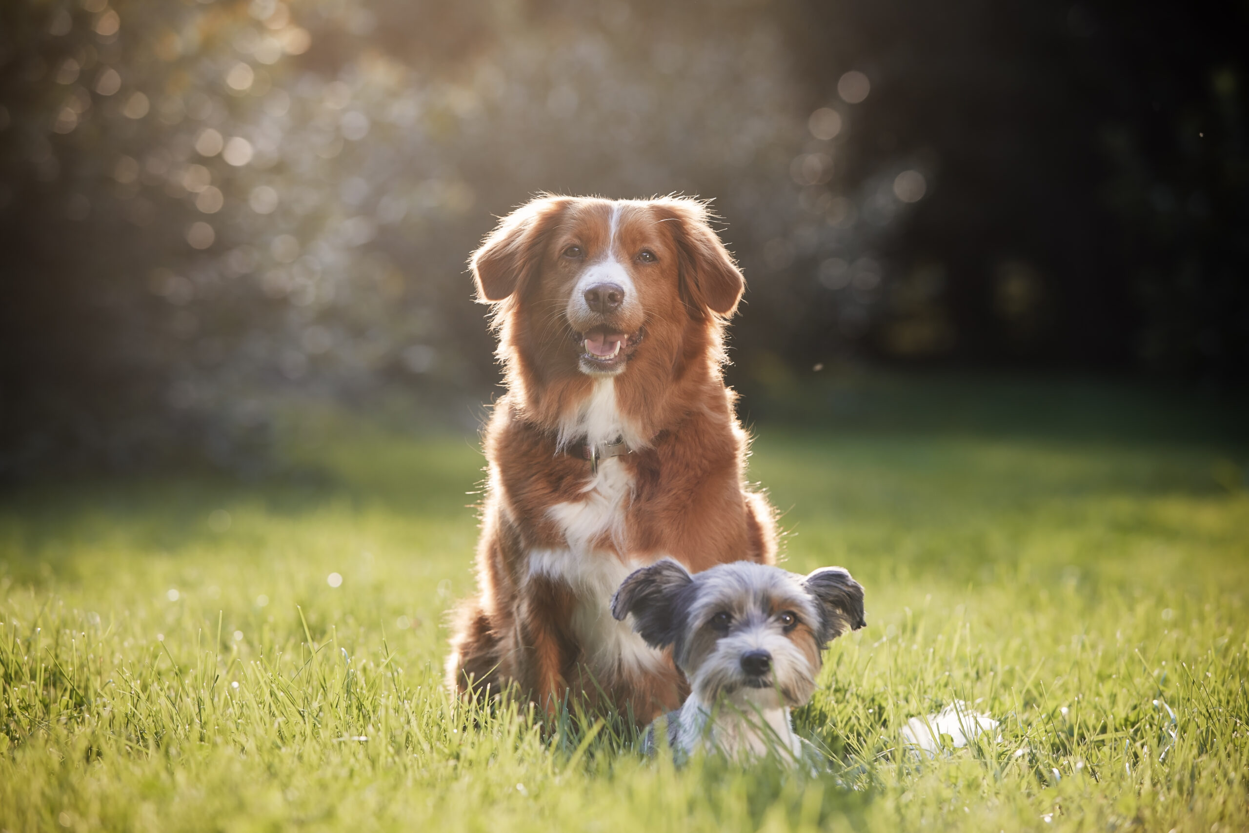 Two dogs sitting together outdoors