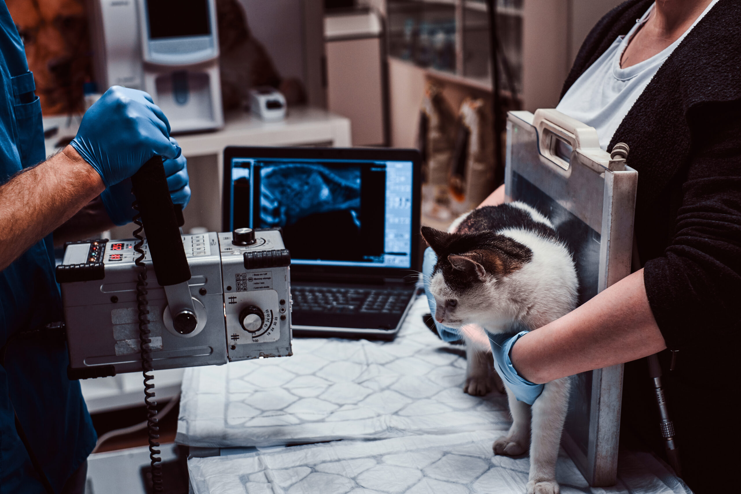 Veterinary team reviewing a diagnostic X-ray as part of a veterinary PACS workflow