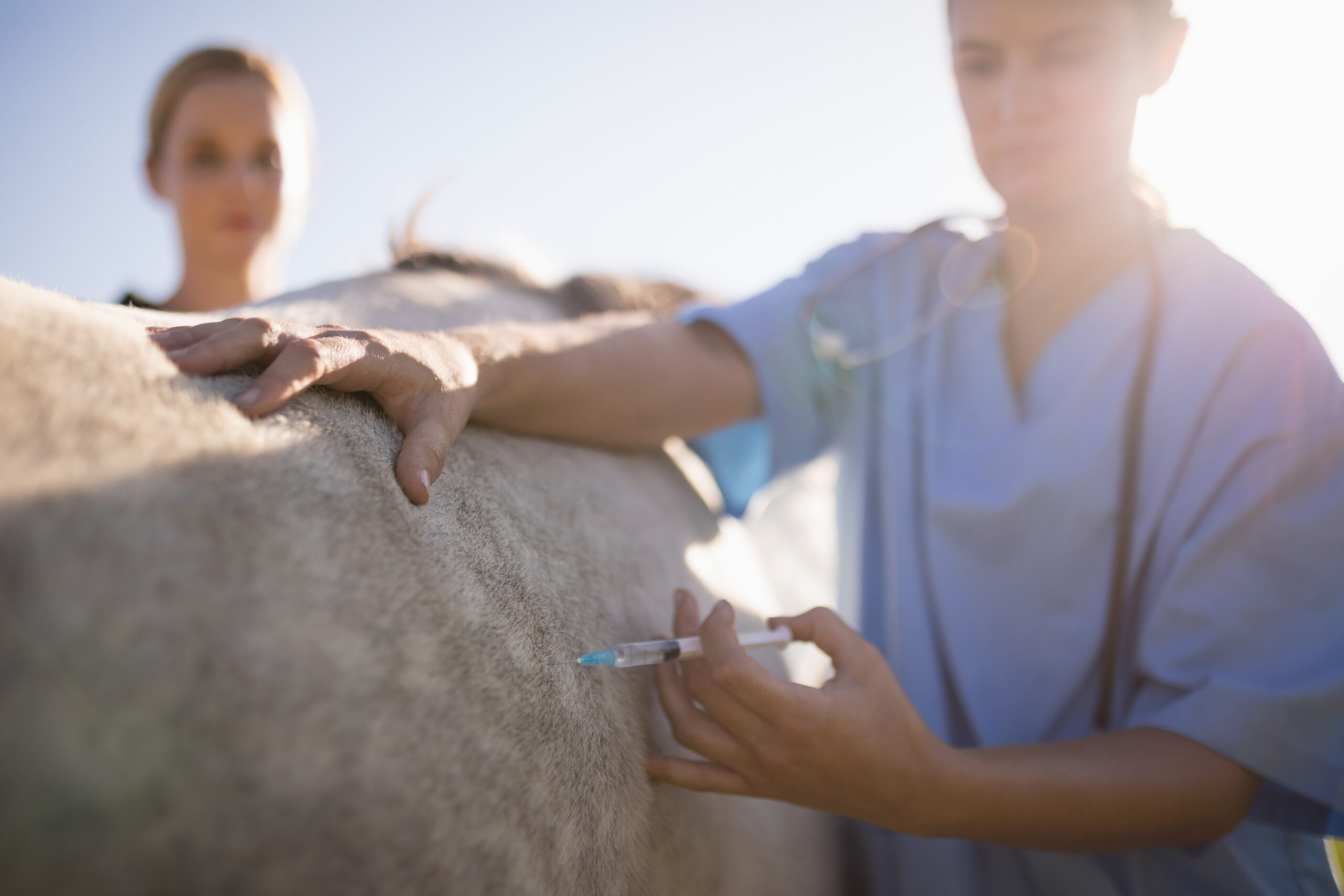 Veterinarian treating a horse in a barn while client observes